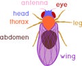 Scheme of structure of fruit fly Drosophila melanogaster